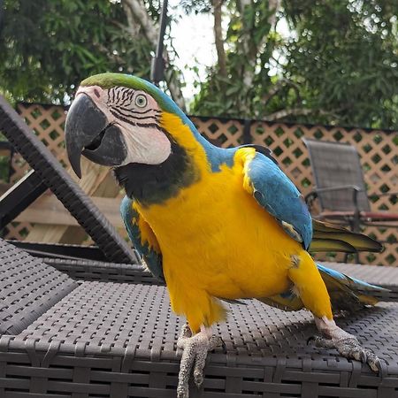 פורטובלו Rainforest Lodge Del Rio מראה חיצוני תמונה