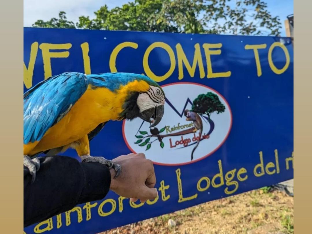 פורטובלו Rainforest Lodge Del Rio מראה חיצוני תמונה